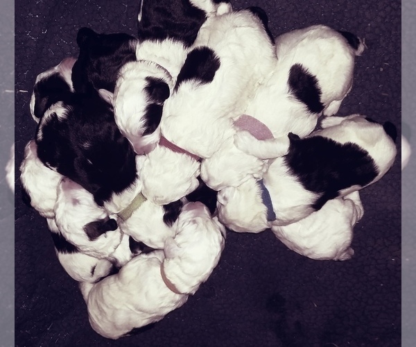 Medium Photo #1  Breeder Profile in CORYDON, IN, USA