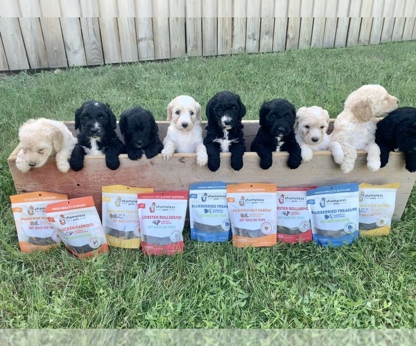 Medium Photo #1  Breeder Profile in SPENCER, IA, USA