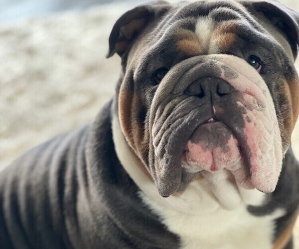 Medium Photo #1  Breeder Profile in FLORENCE, KY, USA