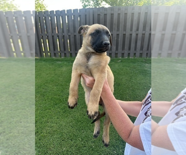 Medium Photo #17  Breeder Profile in ATHENS, AL, USA