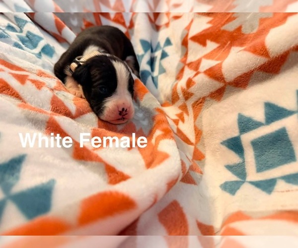 Medium Photo #13  Breeder Profile in WALNUT GROVE, MO, USA
