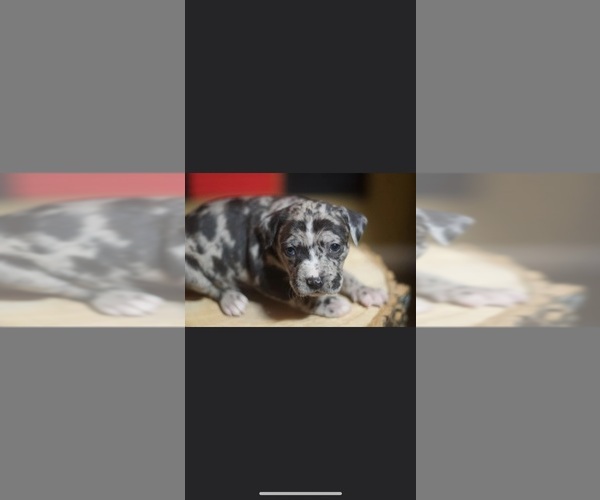 Medium Photo #1  Breeder Profile in BELTON, MO, USA
