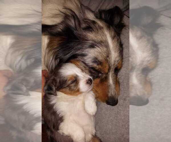 Medium Photo #4  Breeder Profile in GOLD HILL, OR, USA