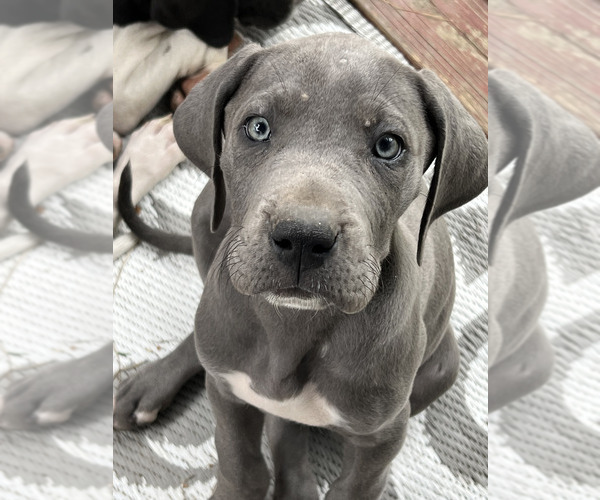 Medium Photo #17  Breeder Profile in ORR, MN, USA