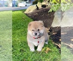 Small breeder photo