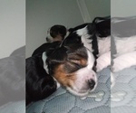 Small #35 Breeder Profile image