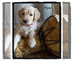 Small breeder photo