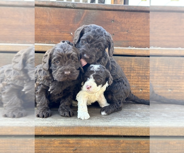 Medium Photo #1  Breeder Profile in FORT PAYNE, AL, USA