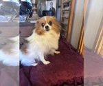 Small #14 Breeder Profile image