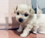 Small #9 Breeder Profile image