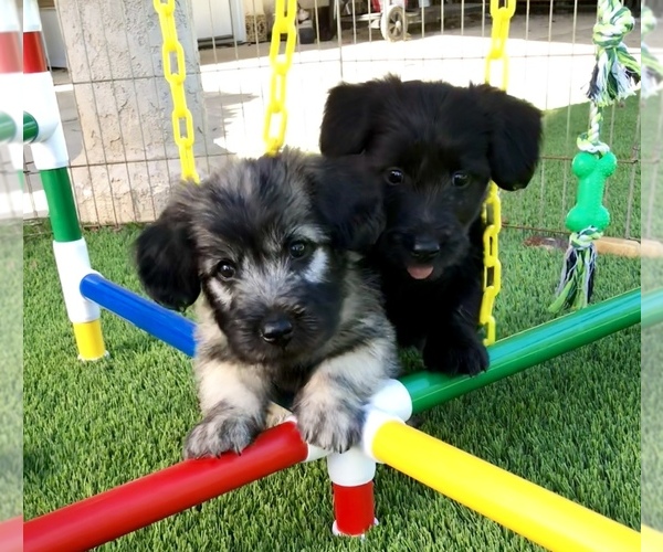 Medium Photo #1  Breeder Profile in LAKESIDE, CA, USA