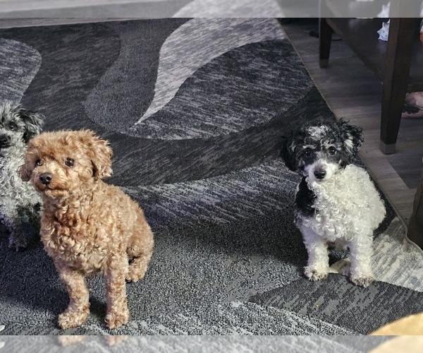 Medium Photo #63  Breeder Profile in NEENAH, WI, USA