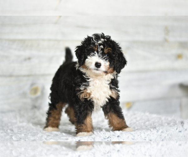 Medium Photo #1  Breeder Profile in COCHRANTON, PA, USA