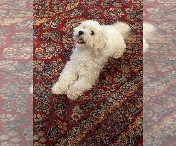 Medium Photo #4  Breeder Profile in MURFREESBORO, AR, USA