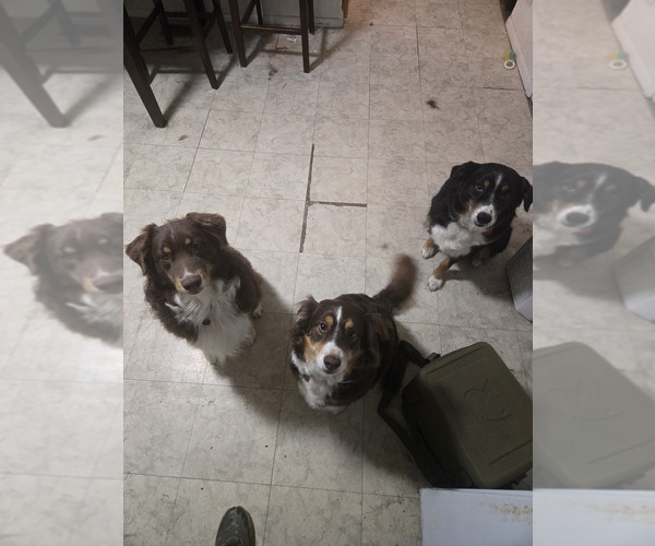 Medium Photo #1  Breeder Profile in MUNCIE, IN, USA