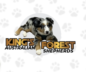 Australian Shepherd Dog Breeder near SALISBURY, NC, USA