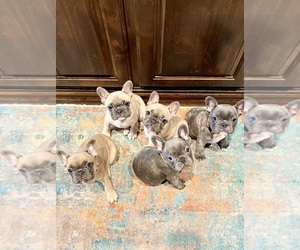 French Bulldog Dog Breeder near CANYON, TX, USA