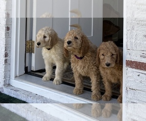 Labradoodle Dog Breeder near STATESVILLE, NC, USA