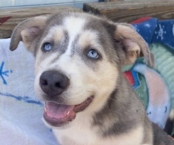 Medium Photo #1  Breeder Profile in SPRING HILL, FL, USA