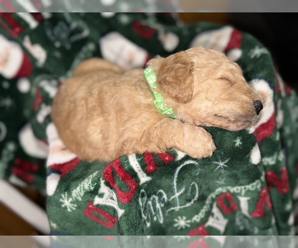 Medium Photo #10  Breeder Profile in HAZEL GREEN, KY, USA