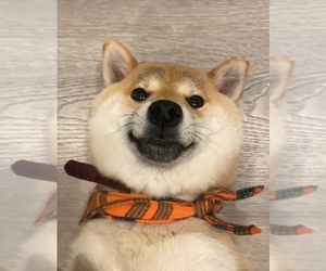 Shiba Inu Dog Breeder near SAN FRANCISCO, CA, USA