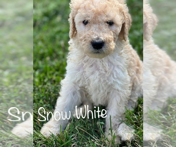 Medium Photo #1  Breeder Profile in MASON, IL, USA