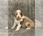 Small breeder photo