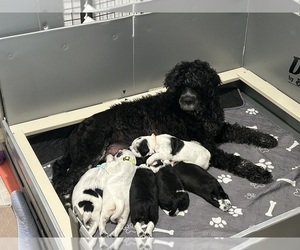 Portuguese Water Dog Dog Breeder near DES MOINES, IA, USA