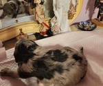 Small #11 Breeder Profile image