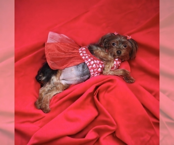 Medium Photo #1  Breeder Profile in ATLANTA, GA, USA