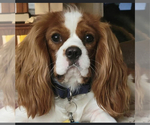 Small #6 Breeder Profile image
