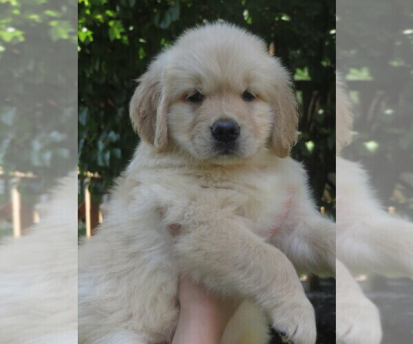 Medium Photo #29  Breeder Profile in MECHANICSVILLE, MD, USA