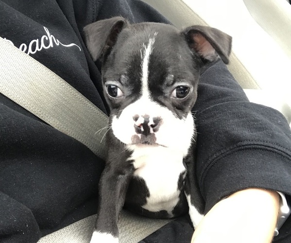 Medium Photo #1  Breeder Profile in VOLGA, SD, USA