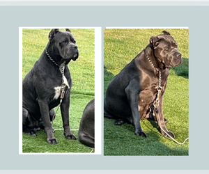 Cane Corso Dog Breeder near JOLIET, IL, USA