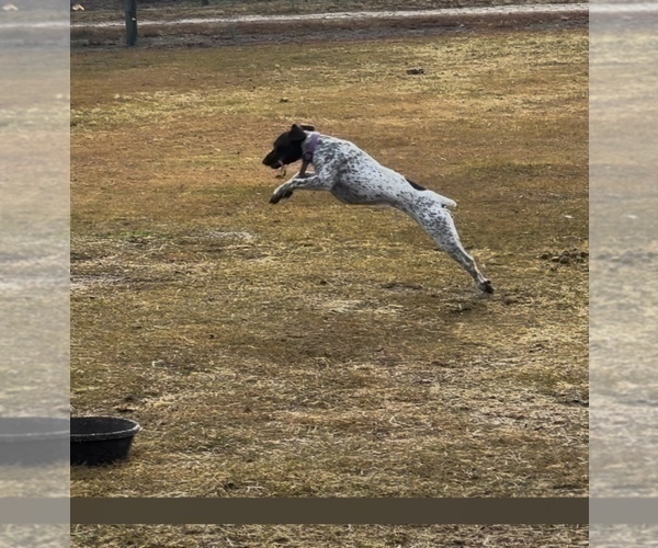 Medium Photo #13  Breeder Profile in LEXINGTON, SC, USA