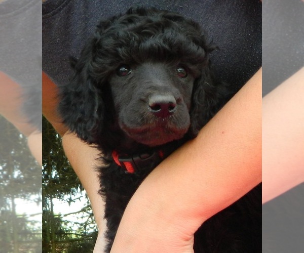 Medium Photo #1  Breeder Profile in HOUGHTON, NY, USA