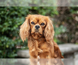 Cavalier King Charles Spaniel Dog Breeder in SEYMOUR,  USA