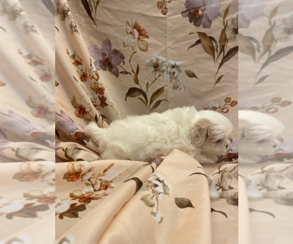 Medium Photo #11  Breeder Profile in HENNIKER, NH, USA