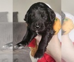 Small #2 Breeder Profile image