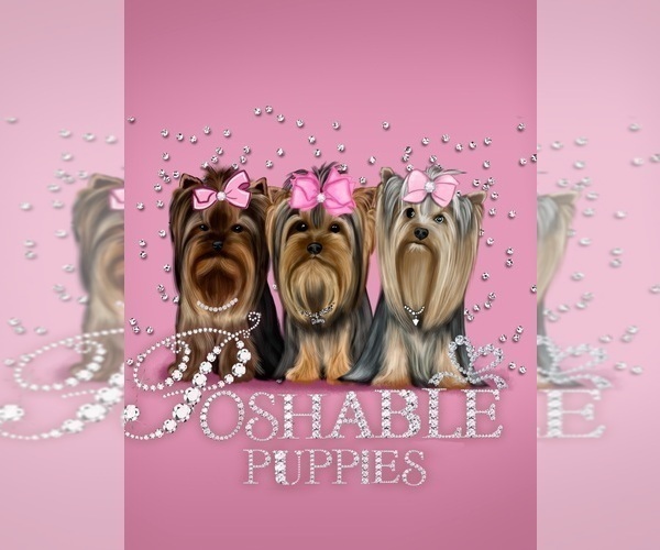 Medium Photo #1  Breeder Profile in ELMHURST, IL, USA