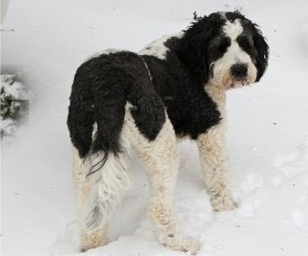 Medium Photo #1  Breeder Profile in JEFFERSON, NC, USA