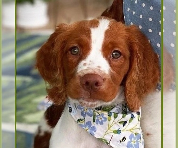 Medium Photo #156  Breeder Profile in HORTENSE, GA, USA