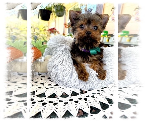 Medium Photo #2  Breeder Profile in OCALA, FL, USA
