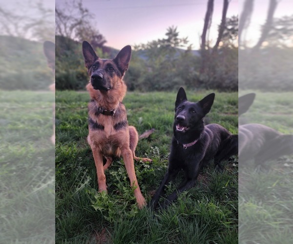 Medium Photo #1  Breeder Profile in PRATTSBURGH, NY, USA