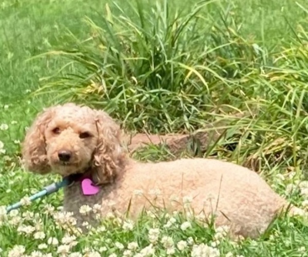 Medium Photo #1  Breeder Profile in BOALSBURG, PA, USA