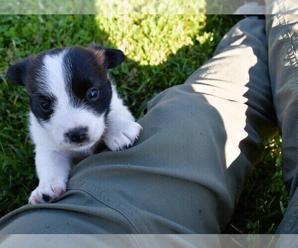 Medium Photo #1  Breeder Profile in APPLE GROVE, WV, USA