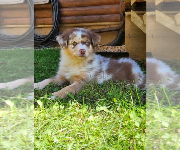Medium Photo #1  Breeder Profile in STAUNTON, VA, USA