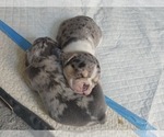 Small #52 Breeder Profile image