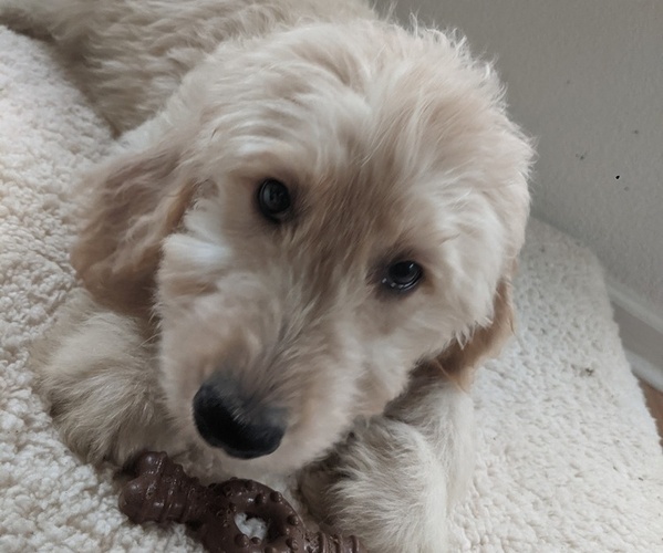 Medium Photo #1  Breeder Profile in LIVE OAK, FL, USA