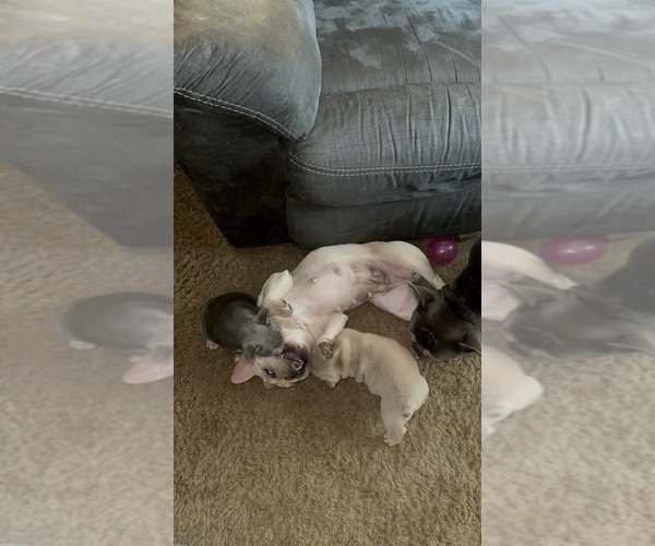 Medium Photo #17  Breeder Profile in BIG RAPIDS, MI, USA